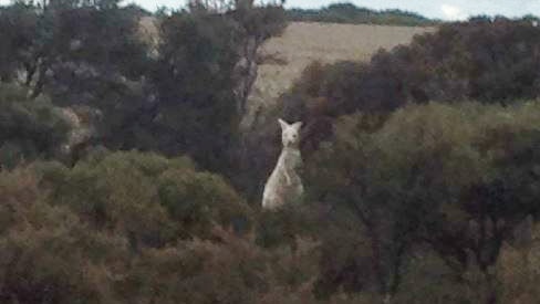 Close up photograph of white or albino kangaroo in piece of bush, looking at camera with paddock behind.