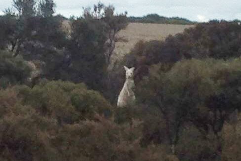 Close up photograph of white or albino kangaroo in piece of bush, looking at camera with paddock behind.
