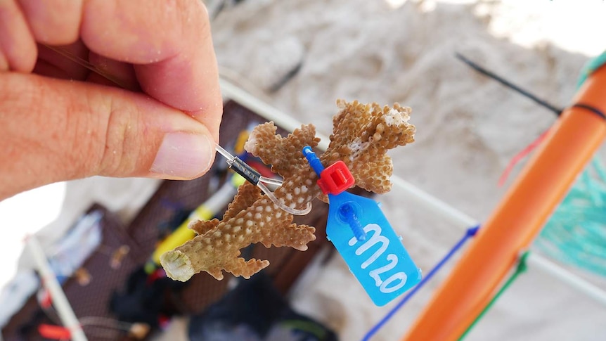 Acropora coral tagged for monitoring as part of a study to replant coral on the Great Barrier Reef.