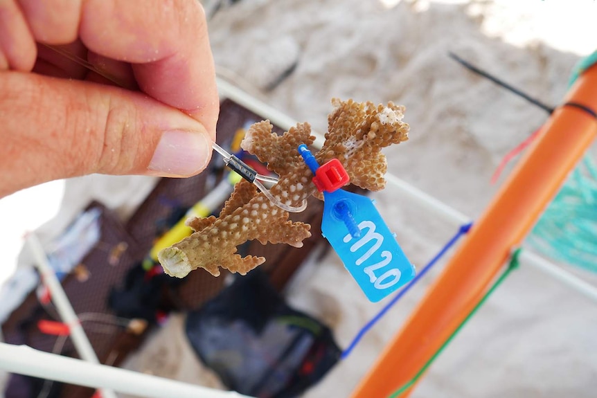 Acropora coral tagged for monitoring as part of a study to replant coral on the Great Barrier Reef.