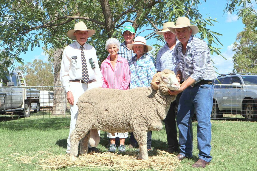The top price horned ram from the 2017 Mount Ascot sale with the Little family and the Brumpton family