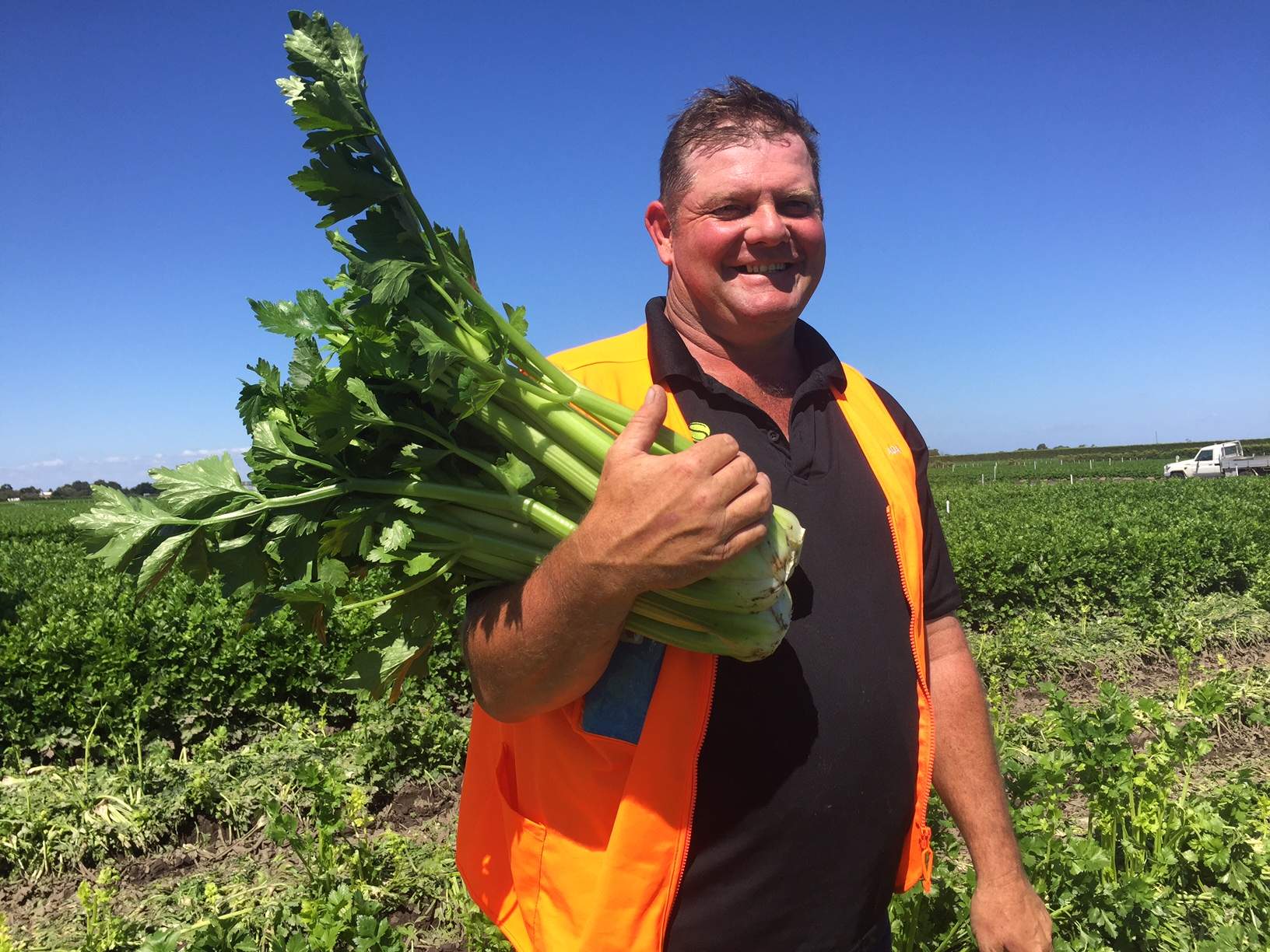 Melbourne's urban sprawl forces historic celery farm to relocate ABC News