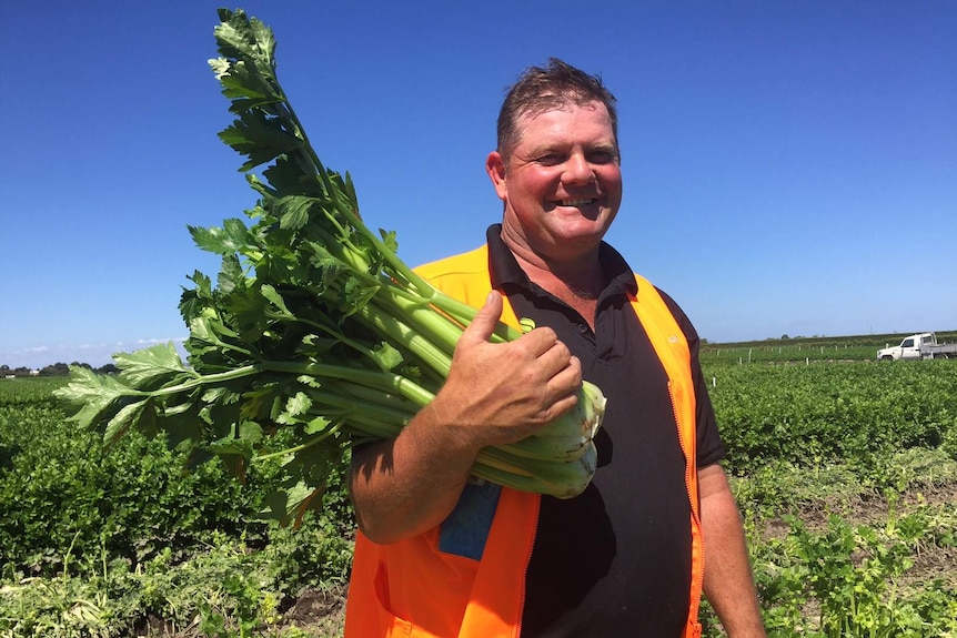 Adam Schreurs holding a bunch of celery, standing in a celery crop.
