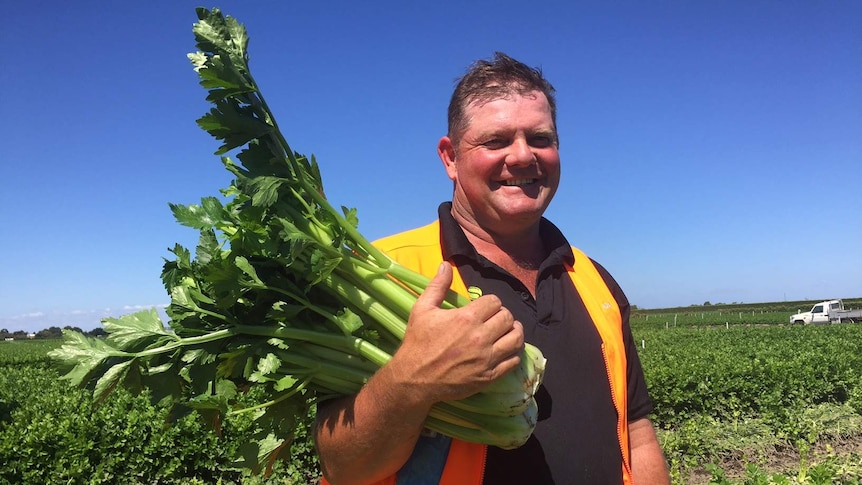 Adam Schreurs holding a bunch of celery, standing in a celery crop.