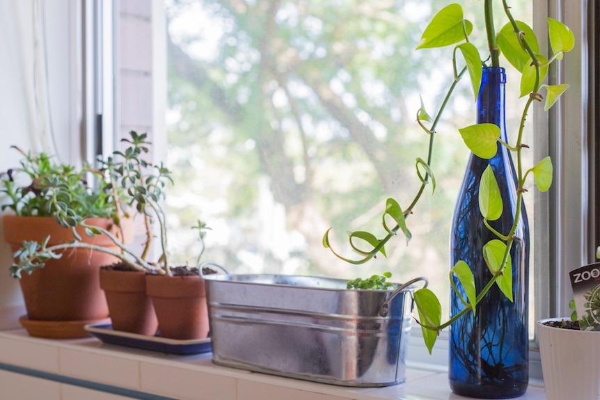 Windowsills and balconies can be ideal places to grow pots of herbs and flowers.