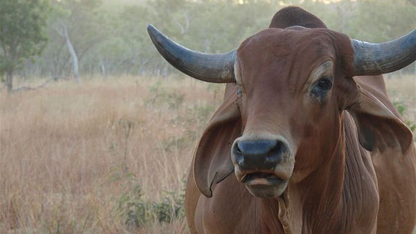 A bull on a station