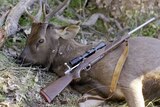 Image of a sambar stag, killed by a hunter with a rifle lying across its flank