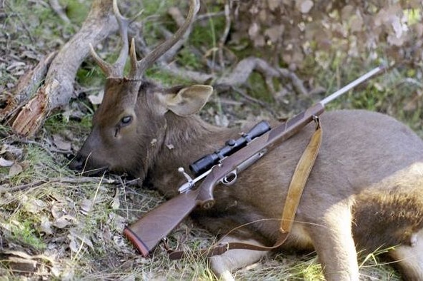 Image of a sambar stag, killed by a hunter with a rifle lying across its flank