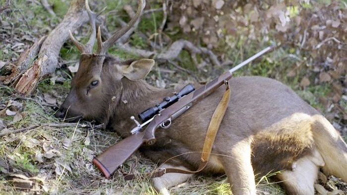 Image of a sambar stag, killed by a hunter with a rifle lying across its flank