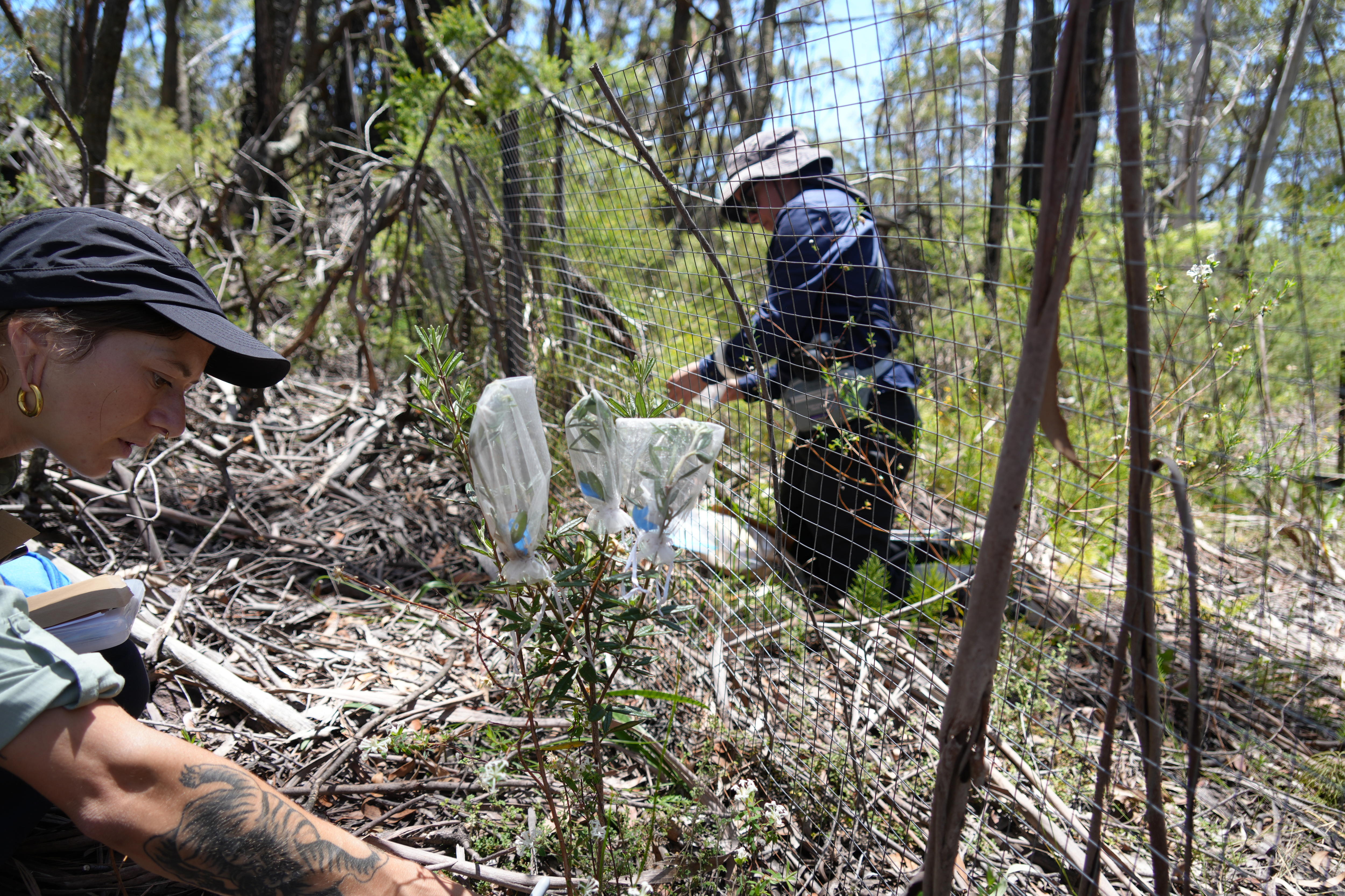 Two women kneeled in the bush working on shrubs with taffeta bags on their branches.