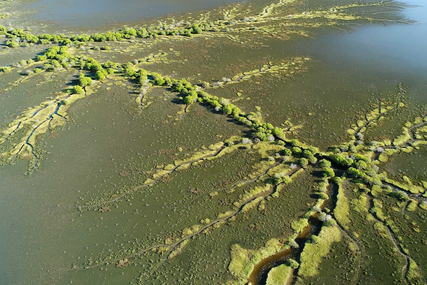 An aerial view of wet season water draining into mangrove channels