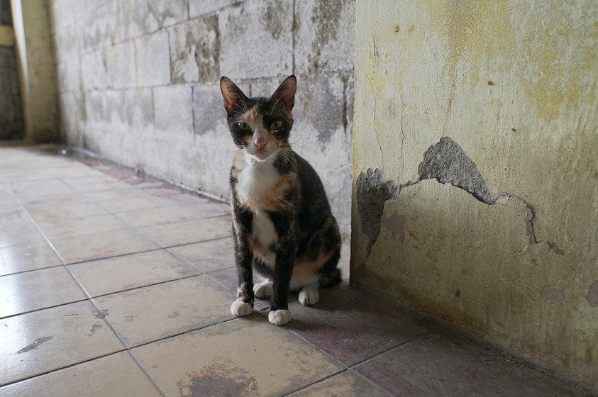 A can sits by a crumbling wall.