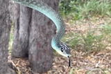 Blue phase tree snake found in Hervey Bay