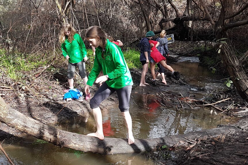 Students explore a creek in bushland.