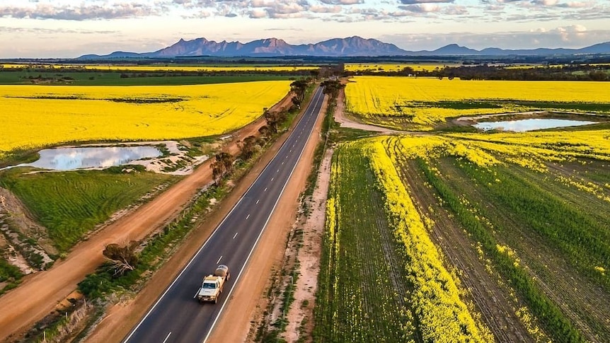 Paddocks of golden canola in front of the Stirling Range in WA's south.