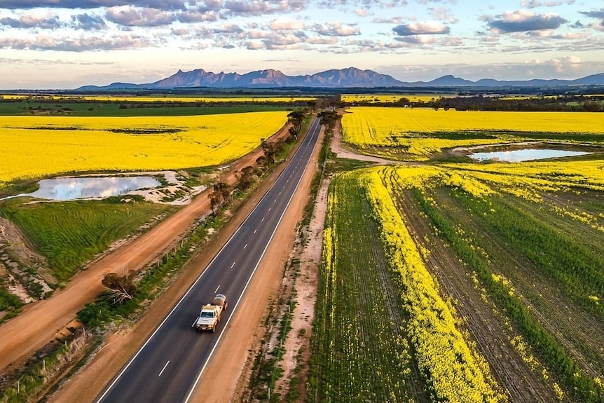 Paddocks of golden canola in front of the Stirling Range in WA's south.
