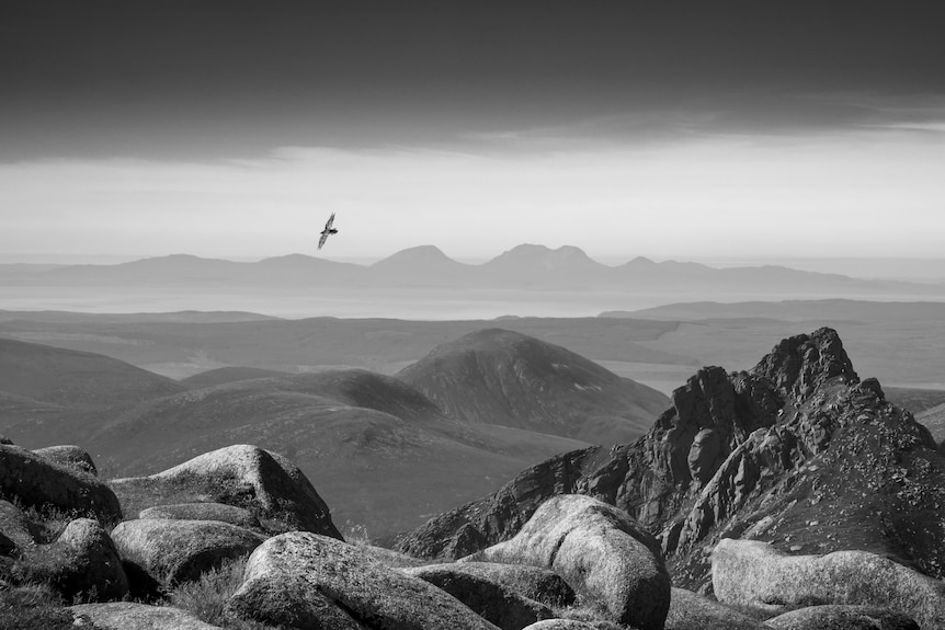 A black and white photo of a raven flying above mountains