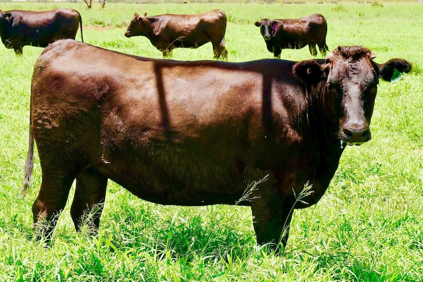 A landscape photo of a wagyu cow in the paddock during the day
