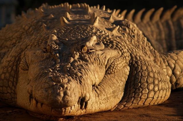 Rocky the large crocodile fills the photo laying on his belly.