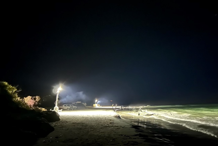 A beach at night with whales stranded along the shore.