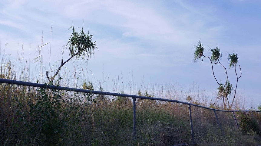 A photo of some bent pandanus trees at sunset in Darwin.