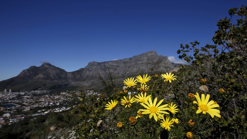 Wild flowers bloom on Cape Town's Table Mountain