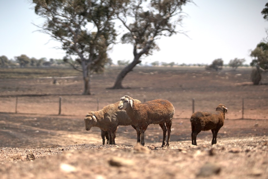 Sheep with burnt wool and legs.