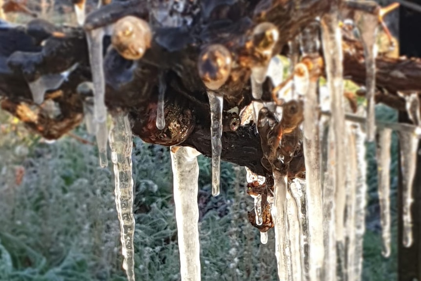 Icicles have formed on a hanging tree branch.