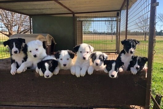 9 black and white puppies are peaking over the pen they're being kept in. They all have different markings.