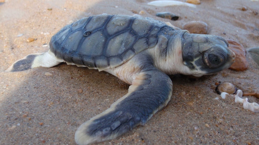 Flatback sea turtle hatchling