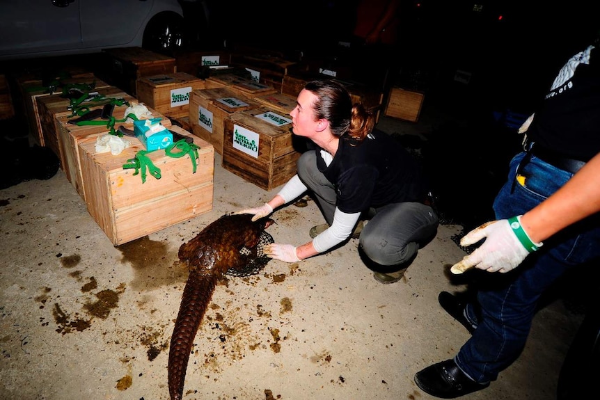 At a pangolin confiscation with Maddie Rusman