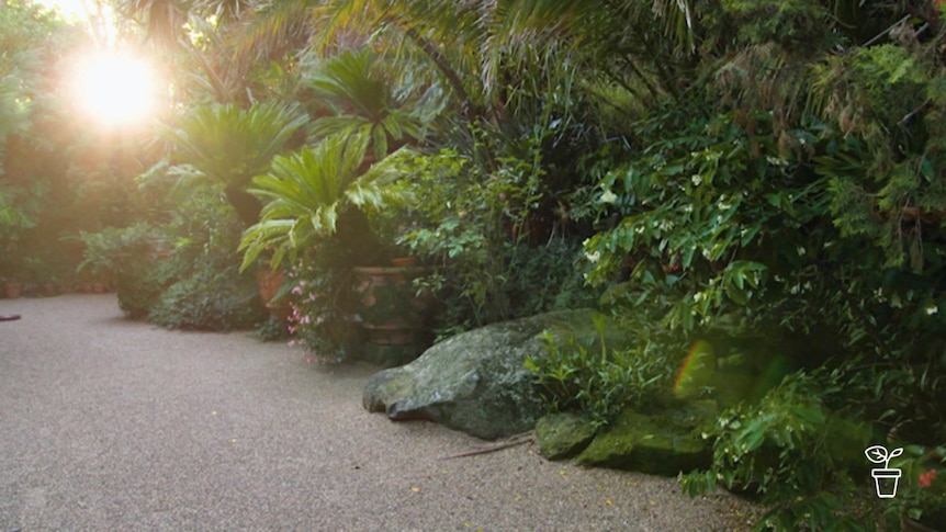 Tranquil garden with gravel path and filtered light