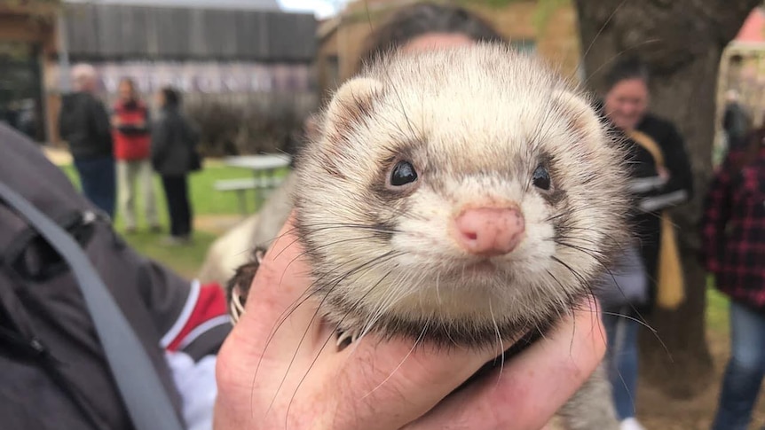Jules the ferret in the hands of owner Adrian Pickin.