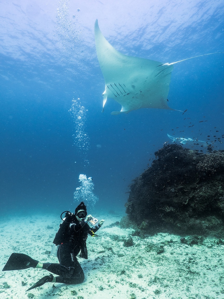 Diver underneath a manta ray.