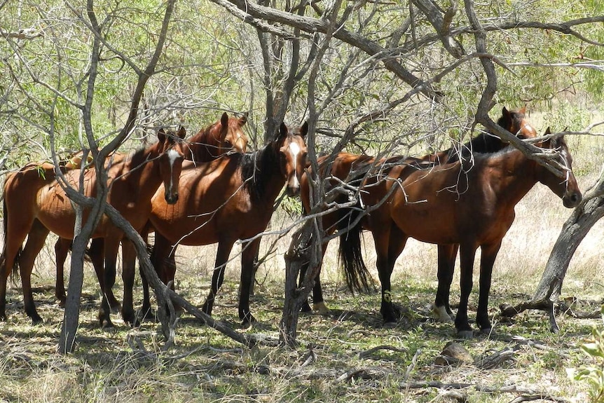 A group of brown wild horses stand in a group under trees in the bush.