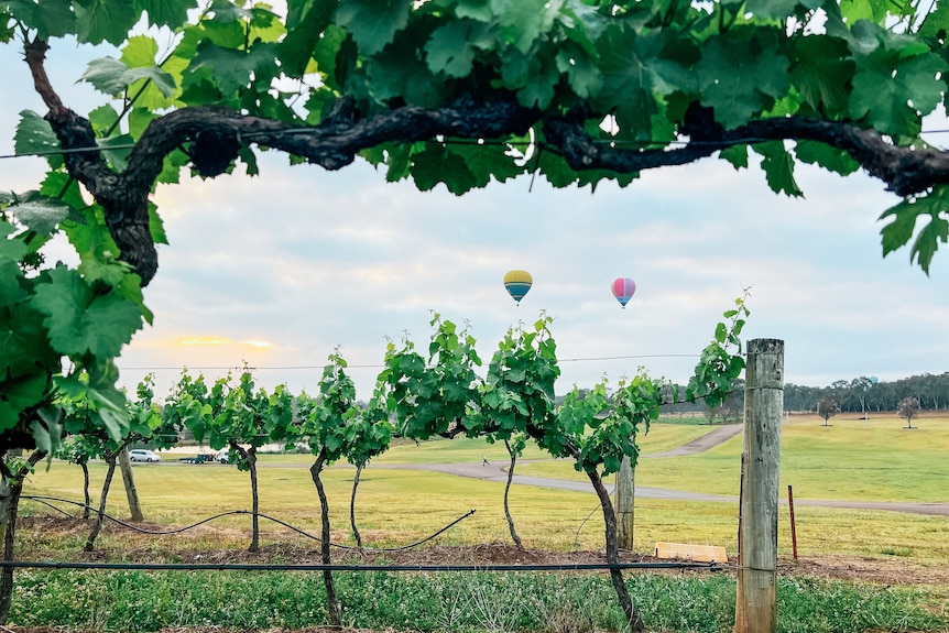 Hot air balloons float in the distance above vineyards in NSW.