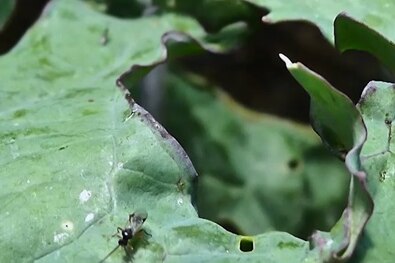 A cabbage leaf with a tiny back wasp near an eaten part of leaf illustrating our Gardening Australia episode recap.