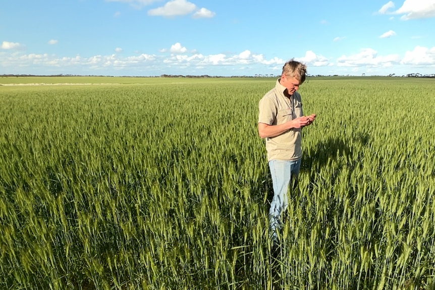 A young man with short hair, wearing a khaki shirt, stands in a crop and looks at wheat