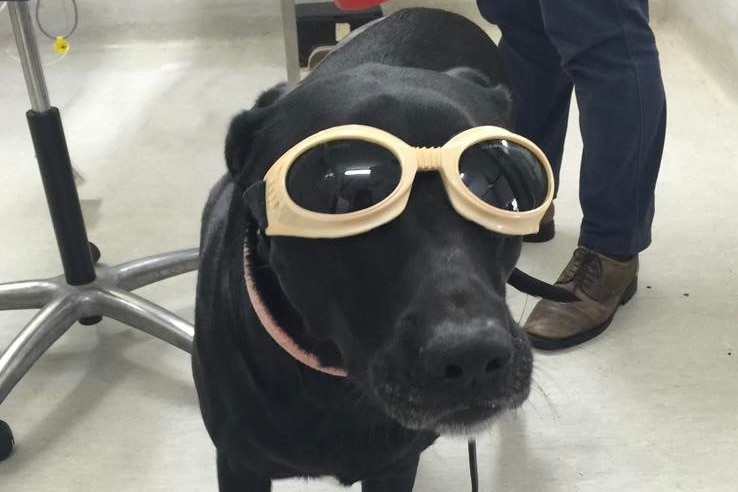 A black labrador wearing goggles