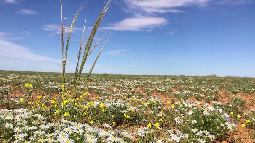Wildflowers in bloom at Boolcoomatta Station in South Australia's north east