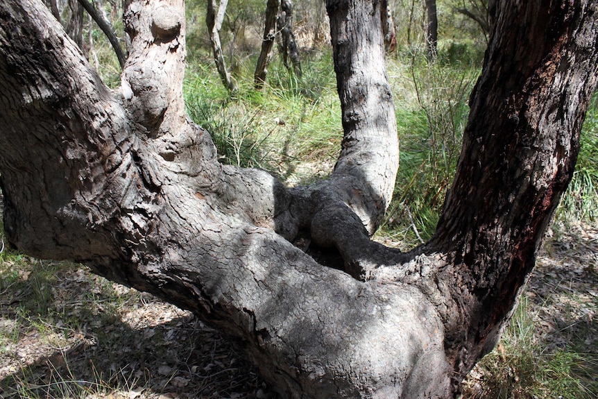 A multi-trunked tree with a central cavity