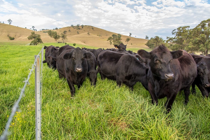 Beef cattle stand in a paddock.