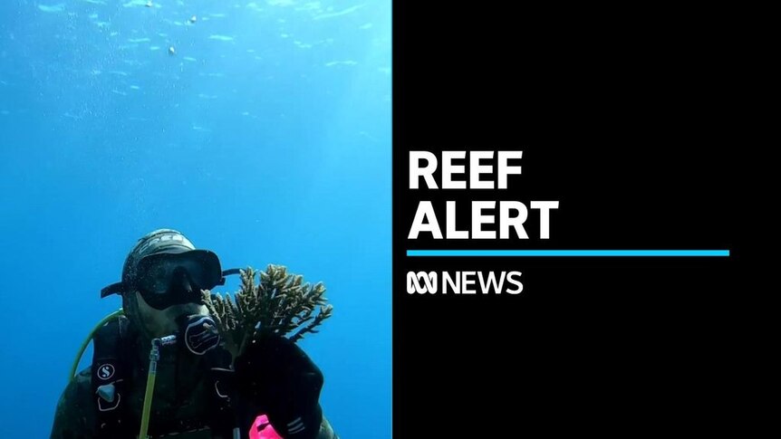 Ningaloo Reef on high alert - ABC News