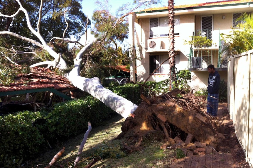 A man looks at a tree blown over at Claremont during a storm that swept across Perth.