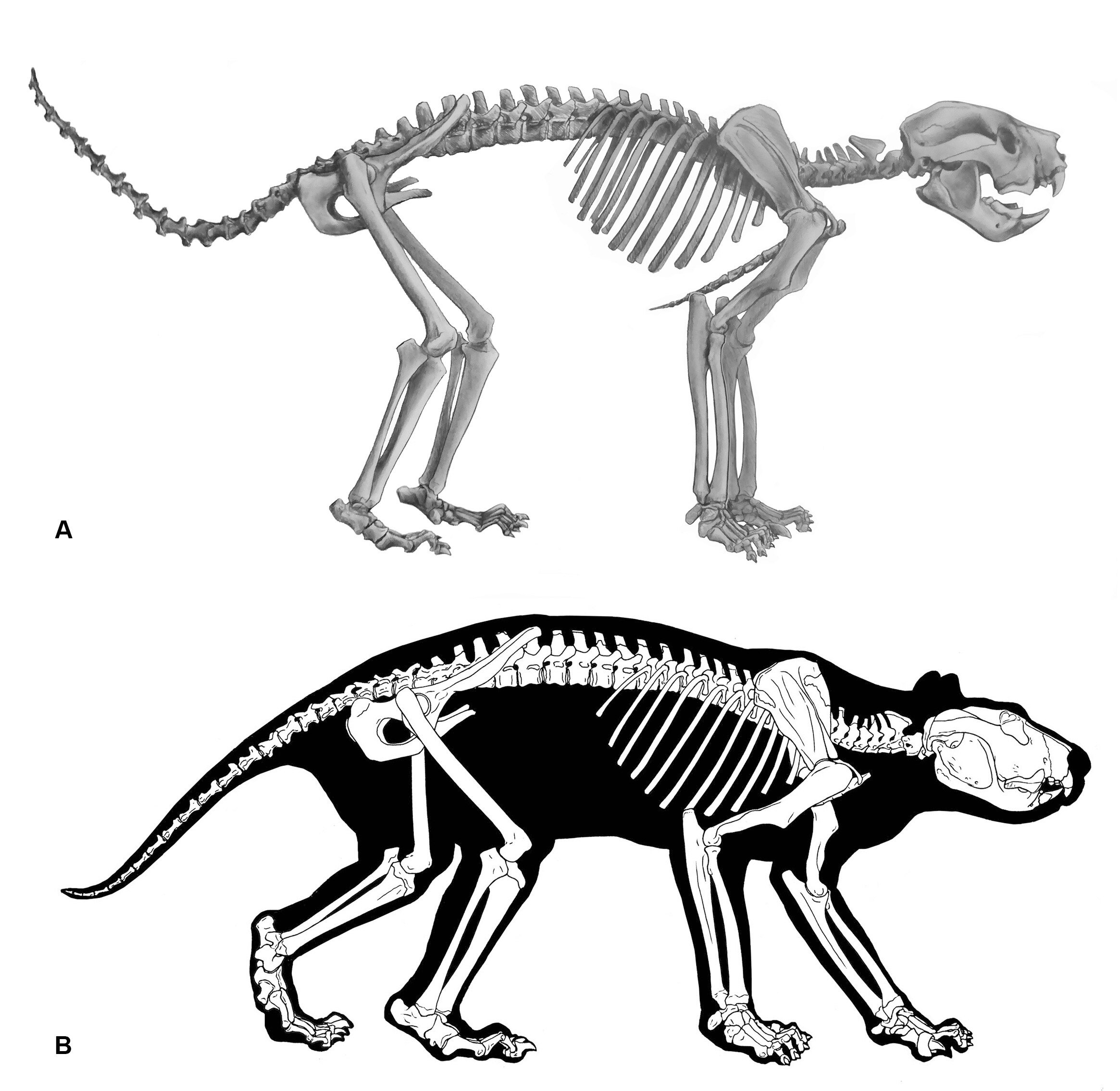 Two skeletons showing tail erect.