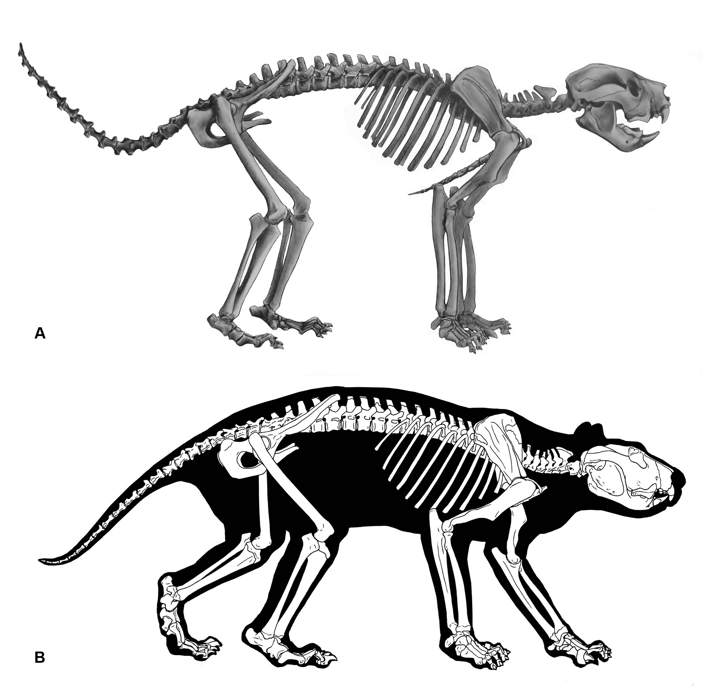 Two skeletons showing tail erect.