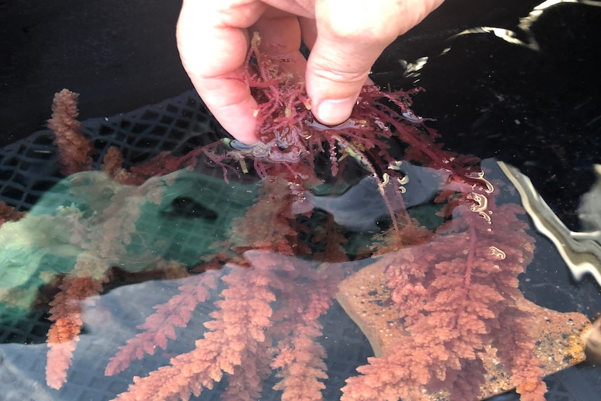 The seaweed Asparagoptus growing in research tanks