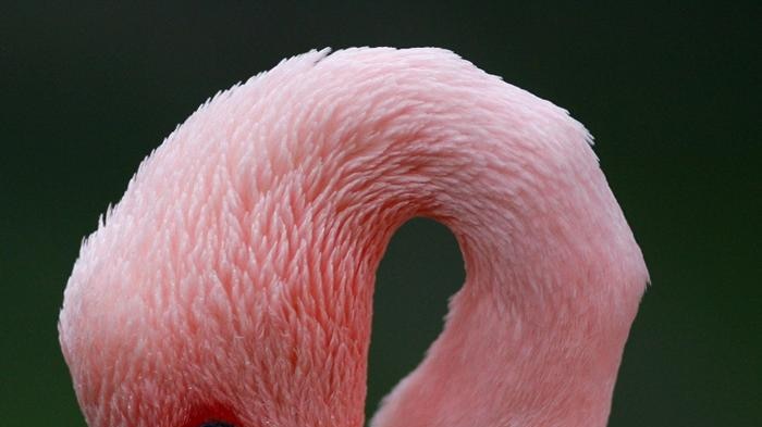 A flamingo at the Santillana del Mar Zoo, in northern Spain