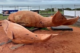 Two red gum whales inside a construction fence next to a beach.