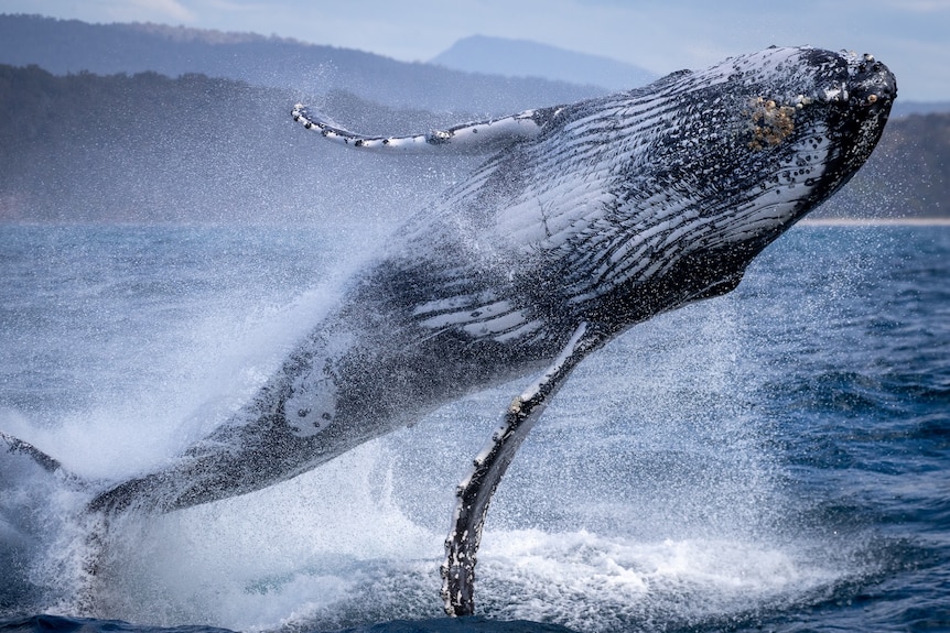 a whale jumping out of the ocean